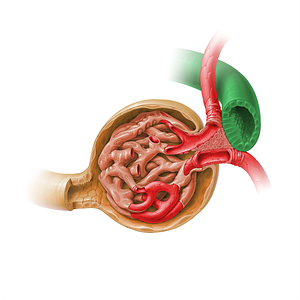 Distal convoluted tubule (#17916)