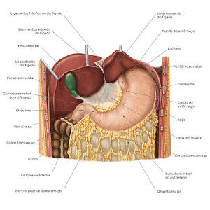 Stomach in situ (Portuguese)