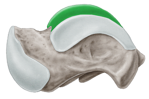 Superior facet of talus (#3551)