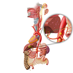 Hepatic branch of anterior vagal trunk (#8691)