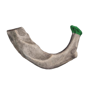 Head of 1st rib (#234)