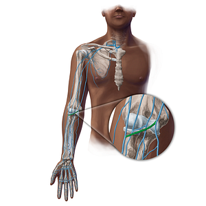 Median cubital vein (#19392)