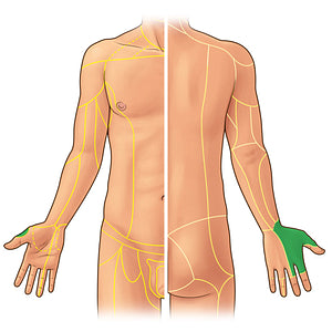 Superficial branch of radial nerve (#21921)