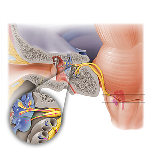 Posterior ampullary nerve (#6323)