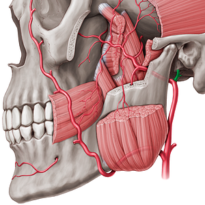 Superficial temporal artery (#1901)