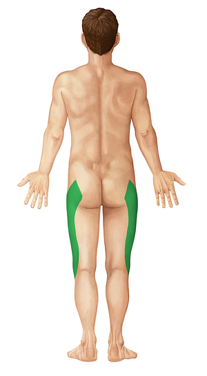 Iliotibial tract (#19804)