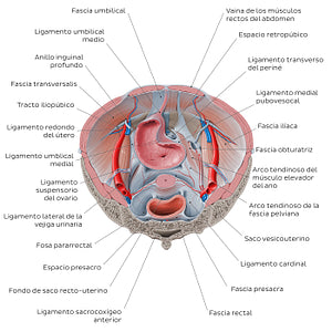 Superior view of the female pelvis: Fascias and ligaments (Spanish)
