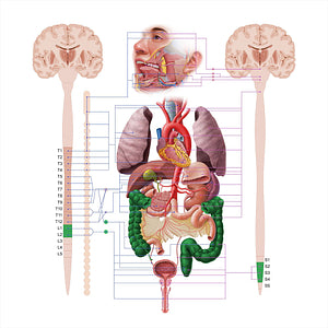 Large intestine (#18570)