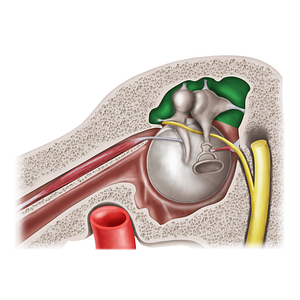Epitympanic recess (#20589)