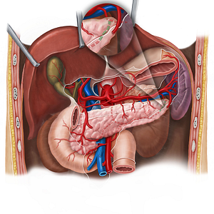 Artery of tail of pancreas (#992)