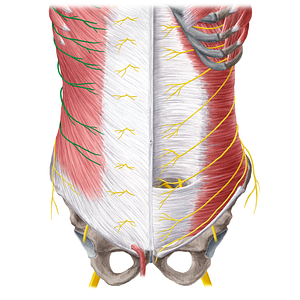 Lateral cutaneous branch of intercostal nerve (#21568)