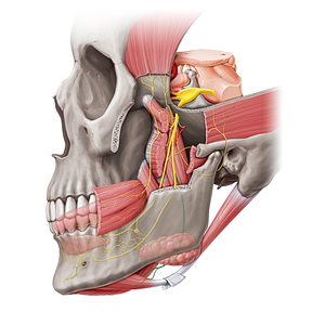Nerve to mylohyoid muscle (#6583)