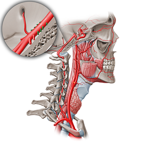 Pontine arteries (#19563)
