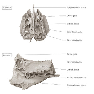 Ethmoid bone (superior and lateral views) (English)