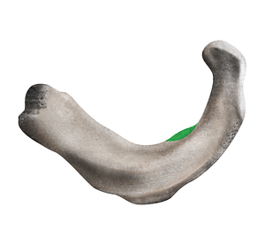 Scalene tubercle of 1st rib (#20153)