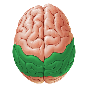 Parietal lobe (#19059)