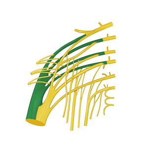 Common fibular division of sciatic nerve (#19225)