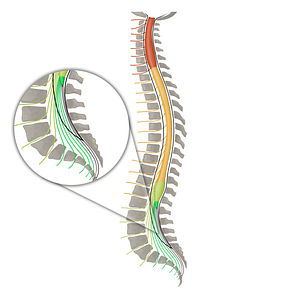 Spinal nerves S1-S5 (#16139)