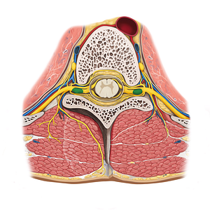 Spinal ganglion (#4009)