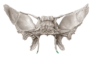 Pterygoid hamulus of sphenoid bone (#4220)