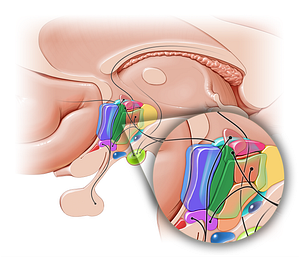 Anterior hypothalamic nucleus (#10857)