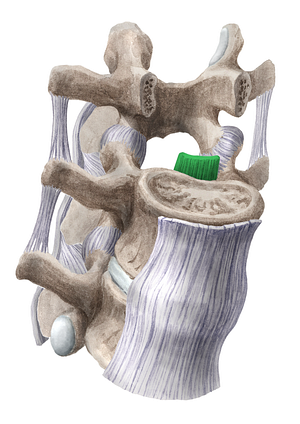 Posterior longitudinal ligament (#4574)