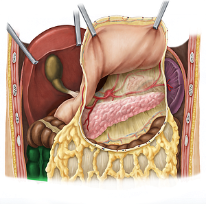 Ascending colon (#2719)