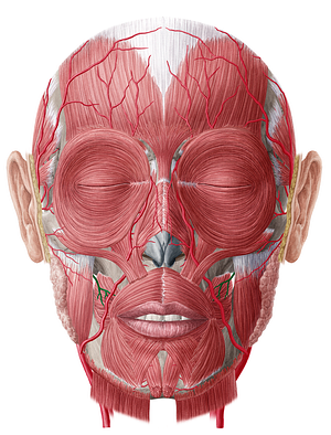 Buccal artery (#907)