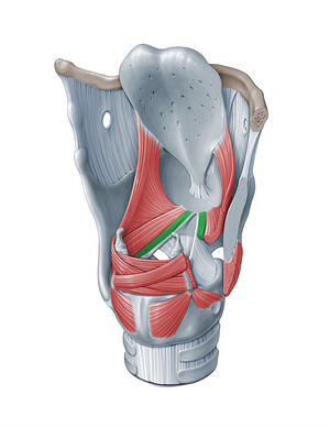 Vocalis muscle (#18374)