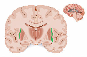 External capsule (#11869)