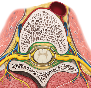Recurrent meningeal branches of spinal nerve (#8507)