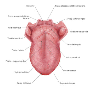 Structure of the tongue (Portuguese)