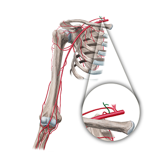 Costocervical trunk (#21659)