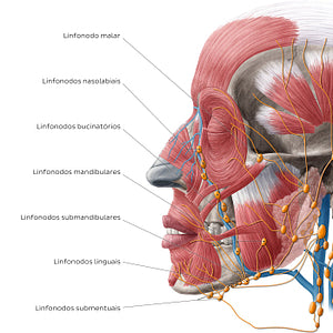 Lymphatics of the head (Lateral) (Portuguese)