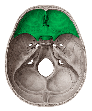 Anterior cranial fossa (#3841)