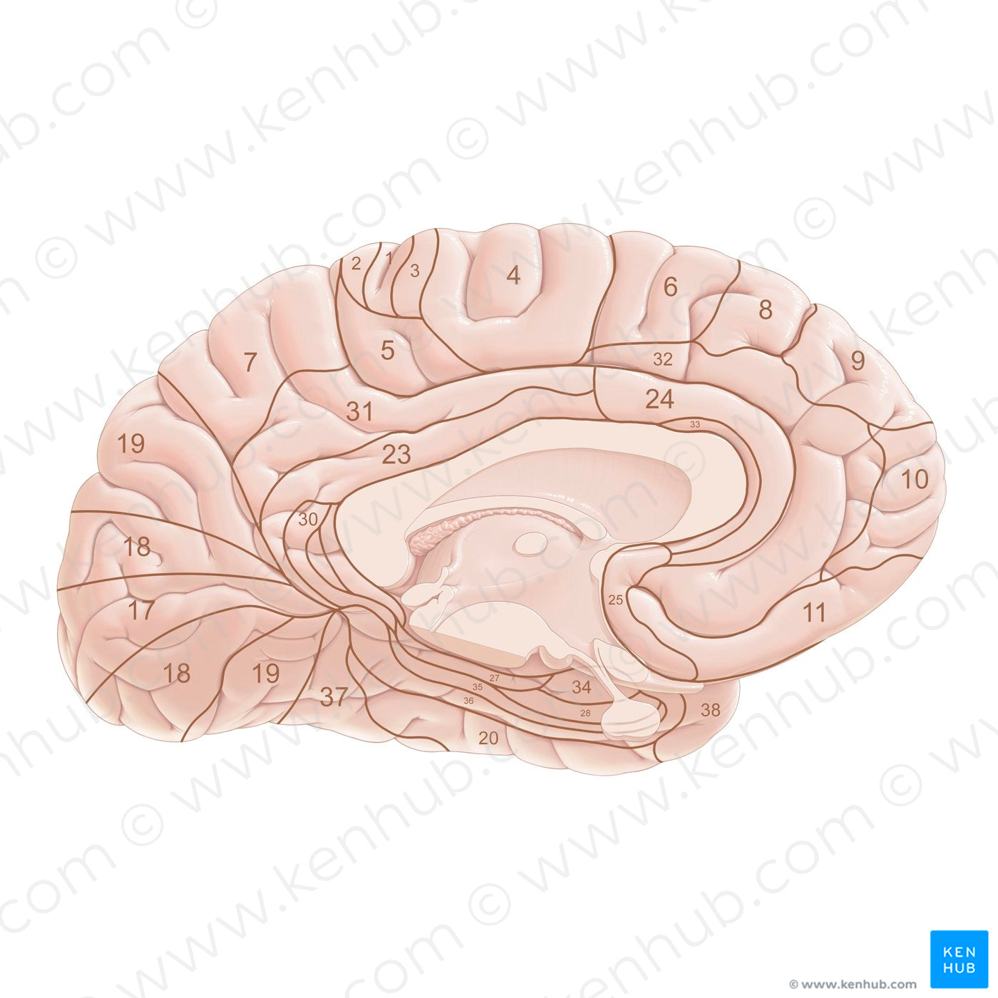 Brodmann areas (medial view) (German) Kenhub Image License Store
