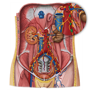 Preaortic lymph nodes (#7090)