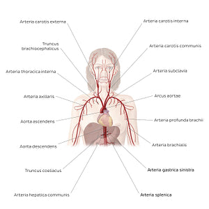 Cardiovascular system: Arteries of the upper part of the body (Latin)