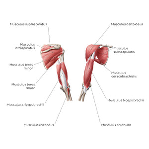 Muscles of the arm and shoulder (Latin)