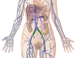 Common iliac vein (#10279)