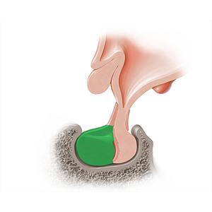 Pars distalis of hypophysis (#18217)