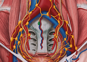 Promontorial lymph nodes (#7096)