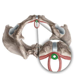 Female external urethral sphincter (proper) (#21281)