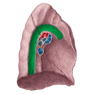 Aortic impression of left lung (#21327)
