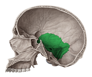 Temporal bone (#7523)