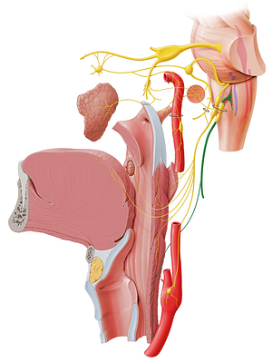 Vagus nerve (#6870)