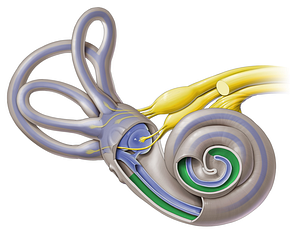 Scala tympani (#8949)