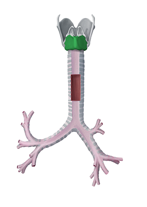 Cricoid cartilage (#2493)