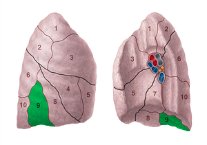 Lateral basal segment of right lung (#20696)