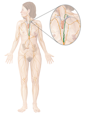 Thoracic duct (#3360)